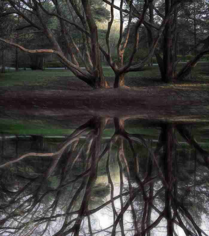 河北北方学院校花纪清宁