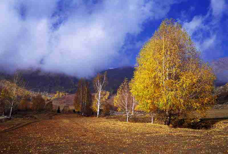青海大学昆仑学院校花毛清禾