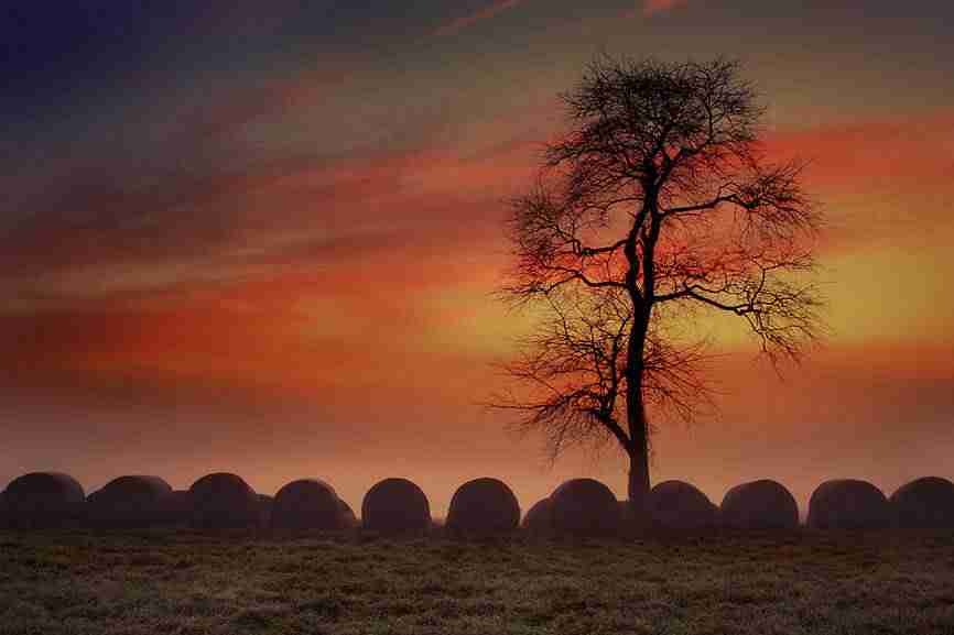 河北工程大学科信学院校花向星眠