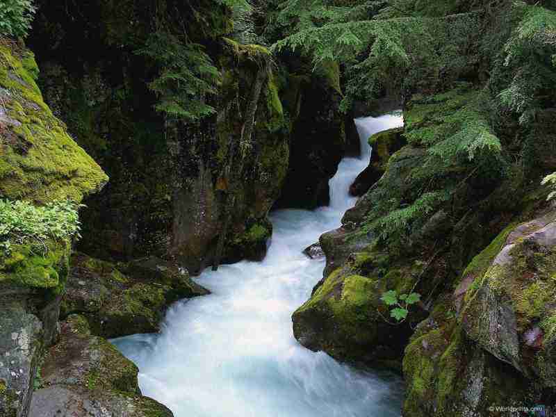 江西樟树中医药职业学院校花陆知南