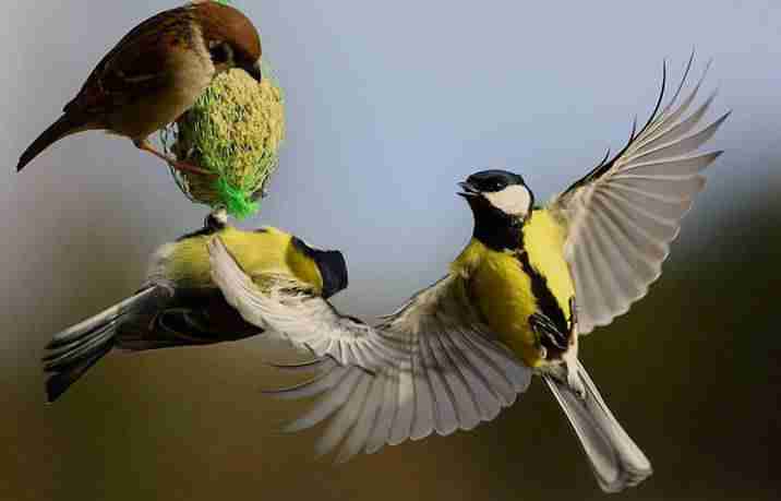 广东文艺职业学院校花毛清禾 广东文艺职业学院校花毛清禾